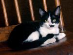 cat_04