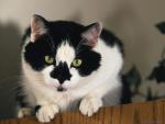 cat_09