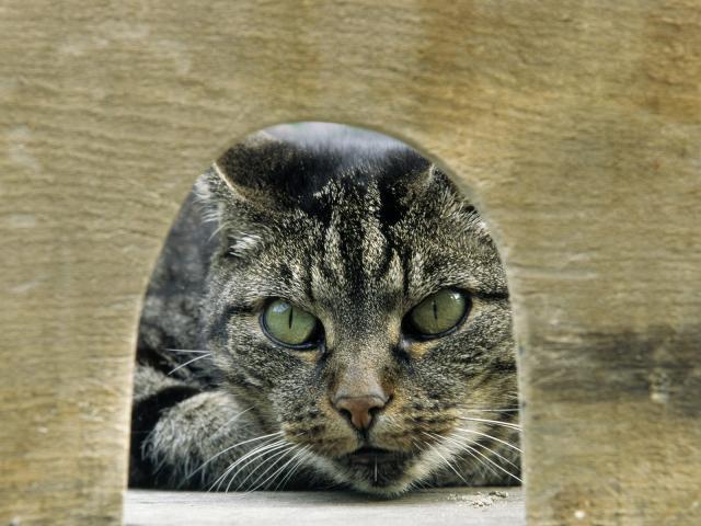 cat_13