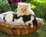 cat_15