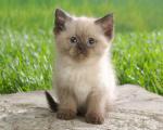 cat_17