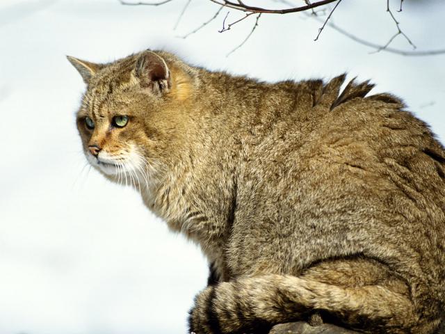cat_18
