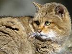 cat_19