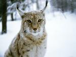 cat_24