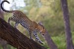 Leopard_01