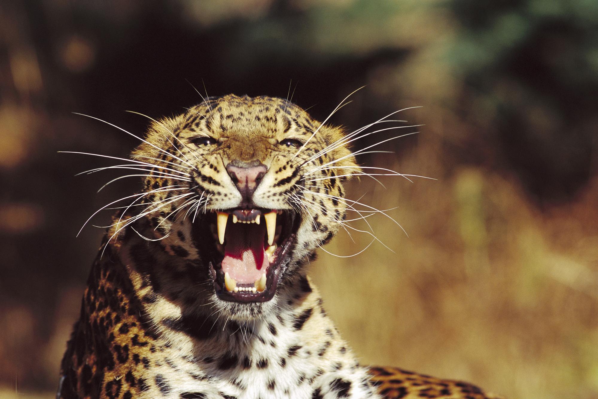 Leopard_06