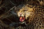 Leopard_11