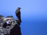 Birds_020