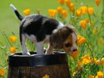 dog_052