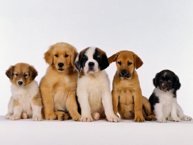 dog_060