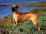 dog_077
