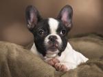 dog_086