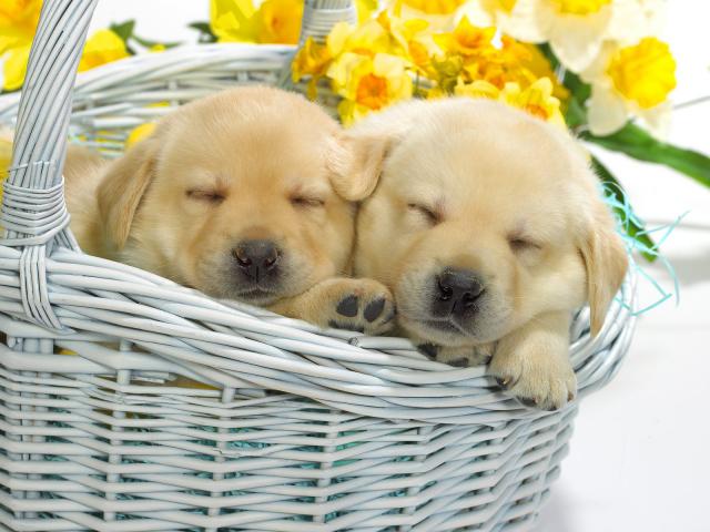 dog_092