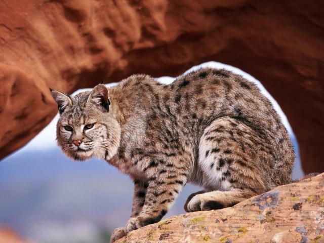 cat_33
