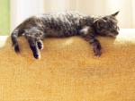cat_38