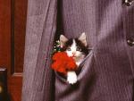 cat_41