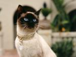 cat_42