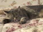 cat_43