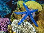 ocean-life-013
