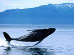ocean-life-017
