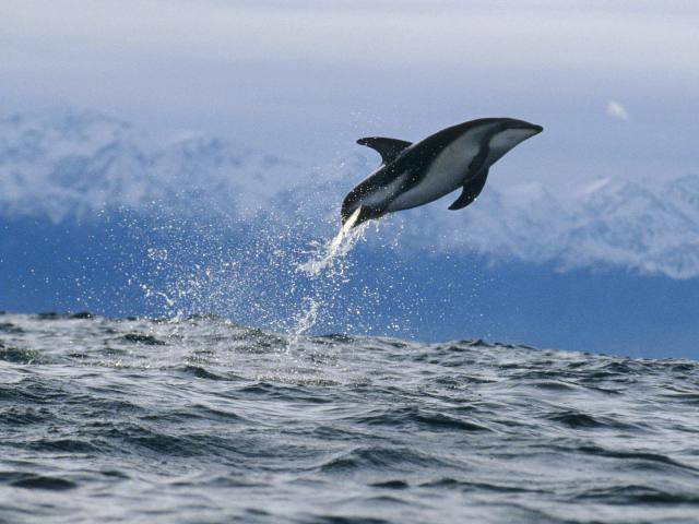 ocean-life-027