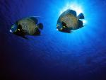 ocean-life-035