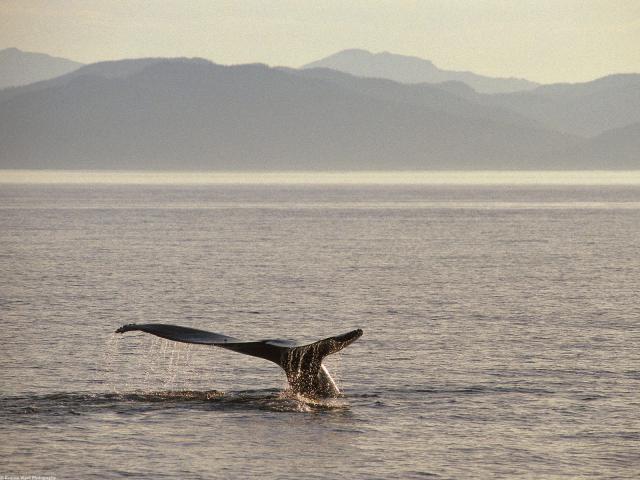 ocean-life-042