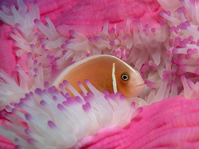 ocean-life-061