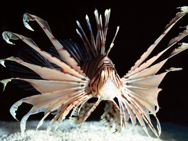 ocean-life-070