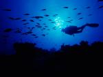 ocean-life-076