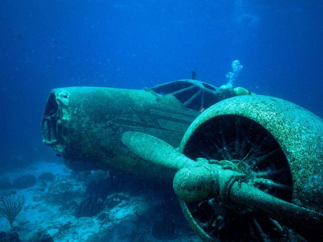 ocean-life-100