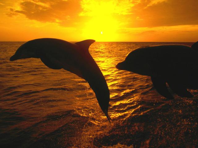 ocean-life-103