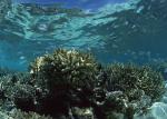 ocean-life-148