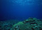 ocean-life-167