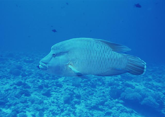ocean-life-173