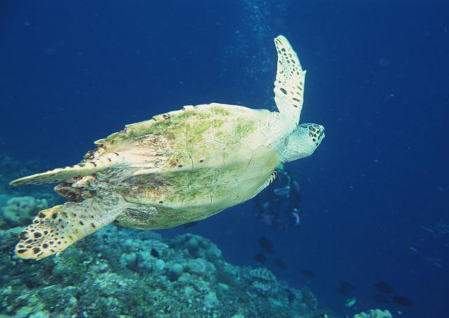 ocean-life-177