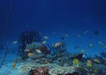 ocean-life-179