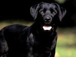 dog_129