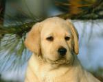 dog_137