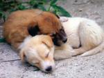 dog_164