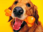 dog_171