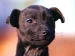 dog_180