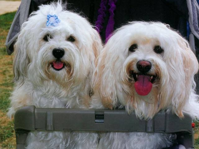 dog_186