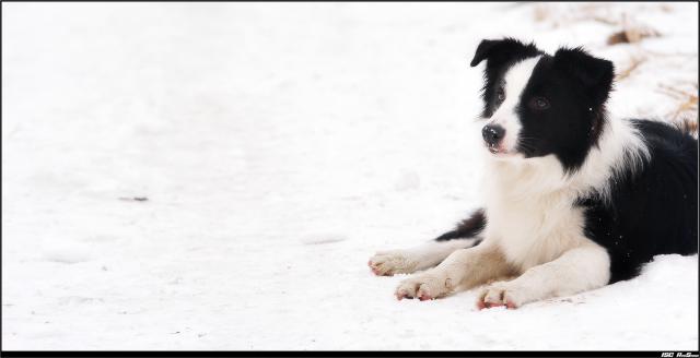 dog_197