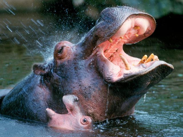 africa_005