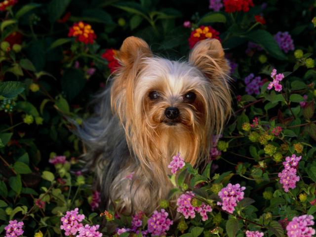 dog_216