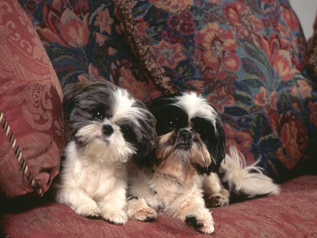 dog_229