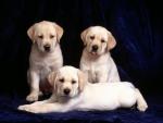 dog_244