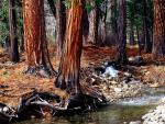 tree_009