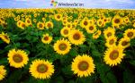 windows_7_164
